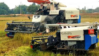 Cutting Machine Skills Worker | Perfect Operator Harvester Machinery Harvest Rice | Farmer-Tractor