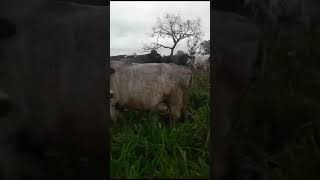 Fazenda a venda informações +55 51 9742-0195