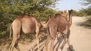 Camel group in desert 🏜️ hot. #viralvideo #camels