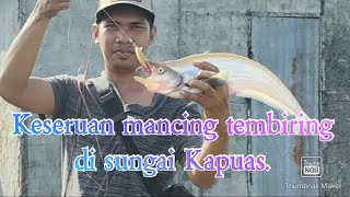 Mancing ikan tembiring // di sungai kalimantan