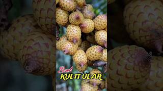 Cobain Buah Rotan Si Kulit Ular!! #buah #buahhutan #shorts