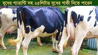 দুধের গ্যারান্টি সহ ২৫লিটার দুধের গাভী নিতে পারেন dairy farm