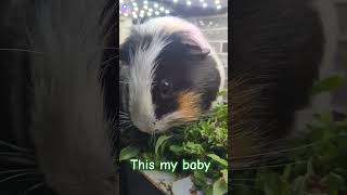 this my baby #animals #funny #youtubeshorts