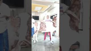 #shorts BIGGEST GOAT IN THE WORLD | DUNIYA KA SABSE BADA BAKRA