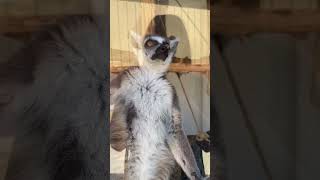 Lemurs at Boulder Ridge Wild Animal Park. #lemur #lemurs #wildlifepark #zoo #babyanimals #michigan