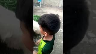 Goat with Kids, 2022 Bakra Eid @talent22 #reels #shortvideo #shorts Taza Goasht