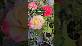 Wholesale rose flower plant nursery muchisha