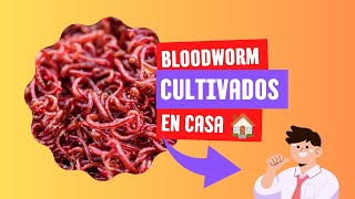 ¿Cómo Cultivar Bloodworm en casa Todos los días ? ✅