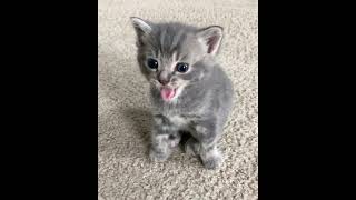 Kitten Test