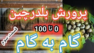 پرورش بلدرچین در خانه از صفر تا صد قسمت سوم