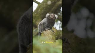 You Won’t Believe Why This Emperor Tamarin Is Pulling Out Its Tongue! 🐒💬 #facts #shorts