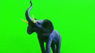 Elephant Green Screen