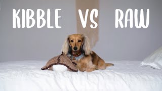 What I Feed My Miniature Dachshund: Why I Chose it