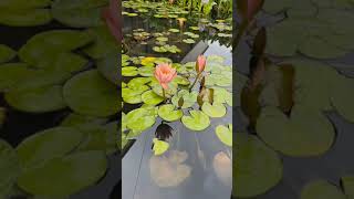 lotus blooming 🌷🌸 #shorts #oddlysatisfying #timelapse