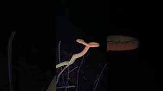 #sagar_sahu_0 #cobra #snakerepellent #dengeroussnake #snakerescuevideo #nature #venomoussnake #trend