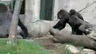 Female Gorillas attack