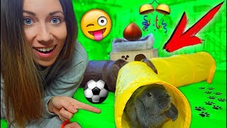 Кролик Лизун в тоннеле 🤗 ПЕРВАЯ РЕАКЦИЯ на 🎁 покупки из зоомагазина | Elli Di Pets