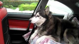 Husky taking a ride in my 335i :)