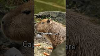 Learn more about Capybaras #swimmers #social #sounds #