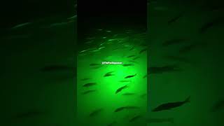 WILD NIGHT FISHING FLORIDA GREEN LIGHT ATTRACTS HUNDREDS OF SNOOK REDFISH LADY MORE GAME FISH