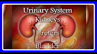 URINARY SYSTEM, How it works....