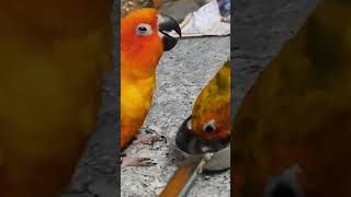 Veyil shots | whatsapp status #sunconure #bisnoofiview #shorts