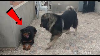 El perro Ruso que hace ver al Rottweiler como un perro debil