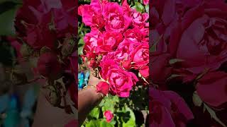 rose bouquet on plant 😍 #rose #plants #garden #gardening #usa #roses #shortvideo #short #shorts