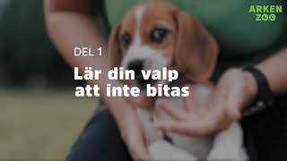 Få valpen att sluta bitas | Arken Zoo