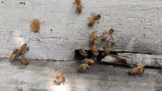 Mute slow motion bee activity recording #beekeeping #beecolony #apismellifera #beeswarmsimulator