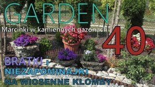 GARDEN (40) - Tulipany czas sadzić - Marcinki, Astry bylinowe - Niezapominajki na wiosenne klomby