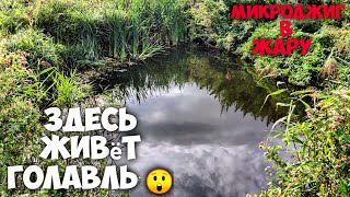 ПОЙМАЛ ГОЛАВЛЯ В ЛУЖЕ! ЛОВЛЯ ОКУНЯ на МИКРОДЖИГ. Рыбалка ОСЕНЬЮ .