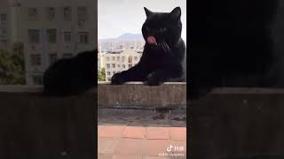 Like, little big cute cat, cool | Douyin (Tik Tok) chinese