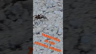 Scary LIVE Tarantula for Halloween #shorts #tarantula #spider #creepy