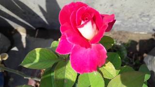 Beautiful bi colour rose plant (pink n white) starts flowering -update video