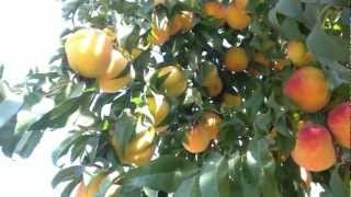 Marc Suderman #244 | Fairtime Peaches | 9/3/12