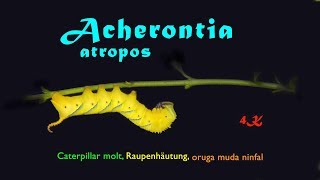 Acherontia atropos, death’s head hawkmoth, caterpillar molt, oruga muda ninfal, Raupenhäutung, 4k