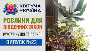 Кімнатні рослини для південного вікна. Румтур