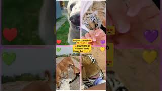 Funny Animal Videos 2022 - Funniest Cute Cats And Dogs Video #cat #shorts #animals #trending #tiktok