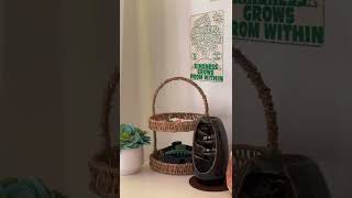 amazing ideas for plants and room transformation | gardening and plants