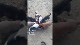 😱😱😱🫵🫵🤭🤭 यह नही देखा तो कुछ नही देखा एक बार जरूर देखो 🙏🙏🙏🫵🫵🫵😱😱😱🙏🙏 #viral #dog #dogcomedy #viralshort