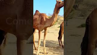 Baby Camel's milk time