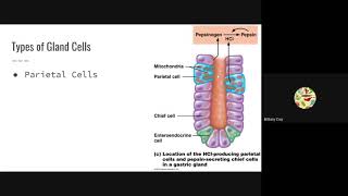 Stomach, Liver, Gallbladder and Pancreas