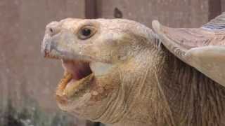 Giant Tortoise yawning