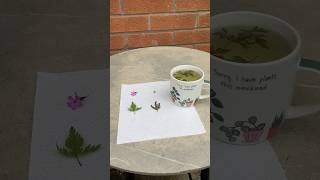 Tried Herb Robert tea for the first time