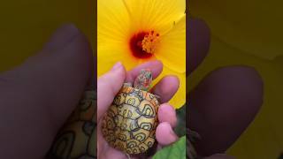 Tortoise #shorts #reels #trending #ytshots