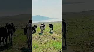 Kharak view #subscribe #viral #kashmirvillagelife #shortvideo