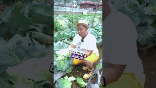 PANEN KOL... PANEN SAYUR KOL.... !!! #shorts #sayurkol #juraganlahan #viral