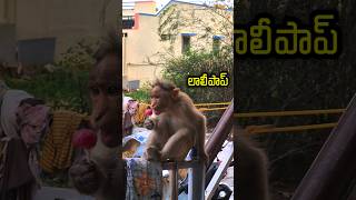 లాలీపాప్ monkey #monkey #lalipappa #shots