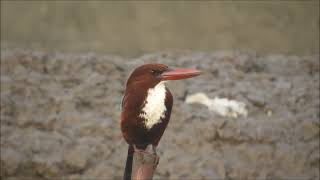 white breasted kingfisher